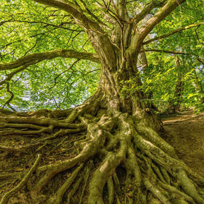Fonctionnement et intérêts de l'arbre en ville : comment les interactions souterraines peuvent favoriser le développement des arbres et accroître les services écosystémiques ? 