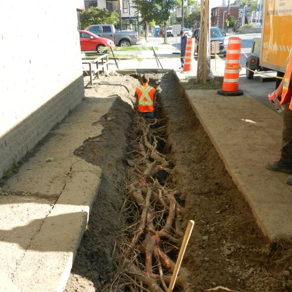 Developping a tool for assessing and predicting conflicts between trees and underground infrastructure