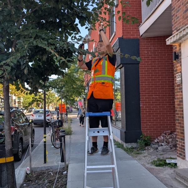 Investigating the effect of saline run-off of urban trees in the context of stormwater tree pits